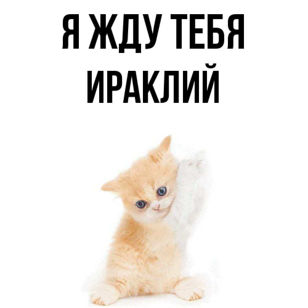 Открытка на каждый день с именем, Ираклий Я жду тебя зверушки и милота Прикольная открытка с пожеланием онлайн скачать бесплатно 