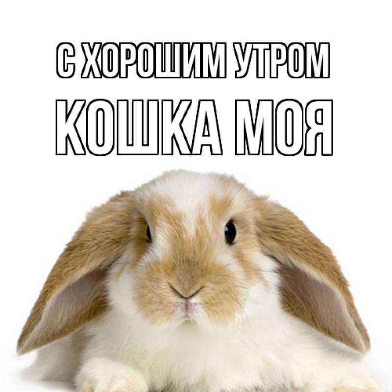 Картинка С хорошим утром, Кошка моя