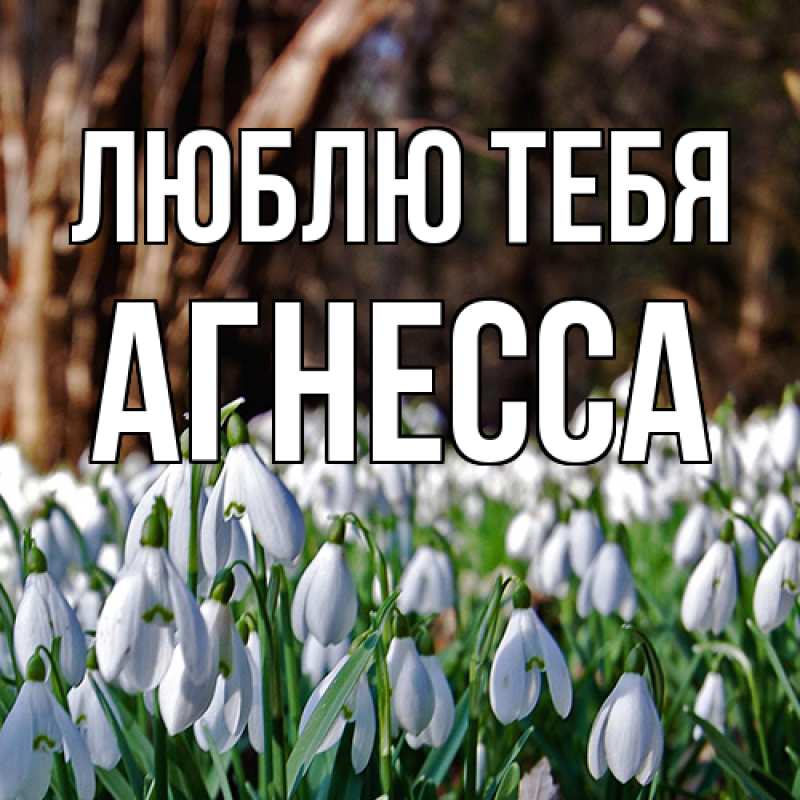 Картинка Люблю тебя, Агнесса