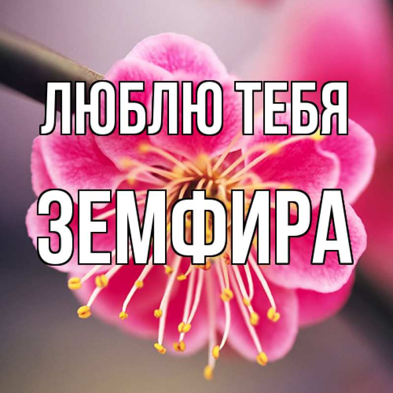 Картинка Люблю тебя, Земфира