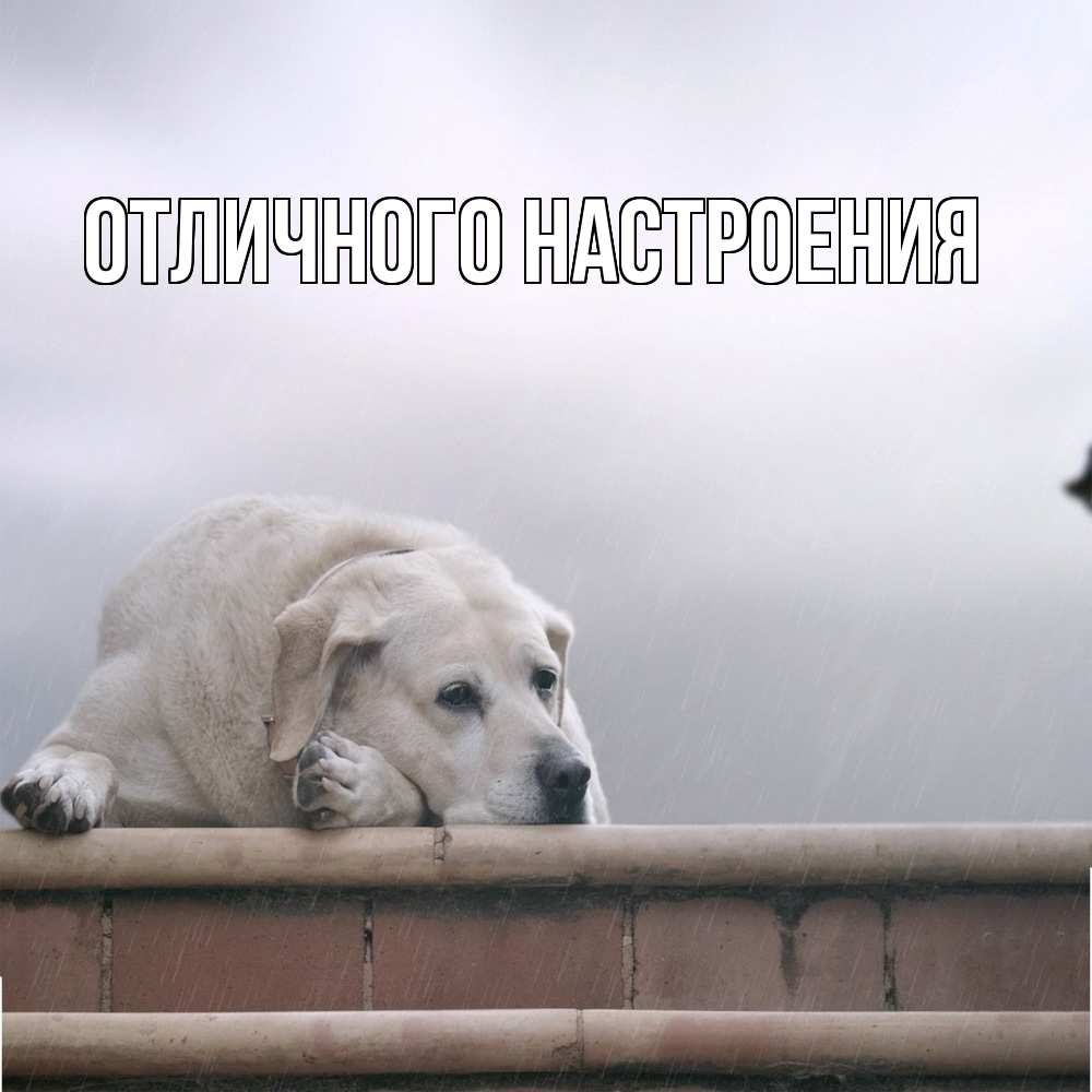 Открытка на каждый день с именем, Песподобная Скучашки ждет Прикольная открытка с пожеланием онлайн скачать бесплатно 