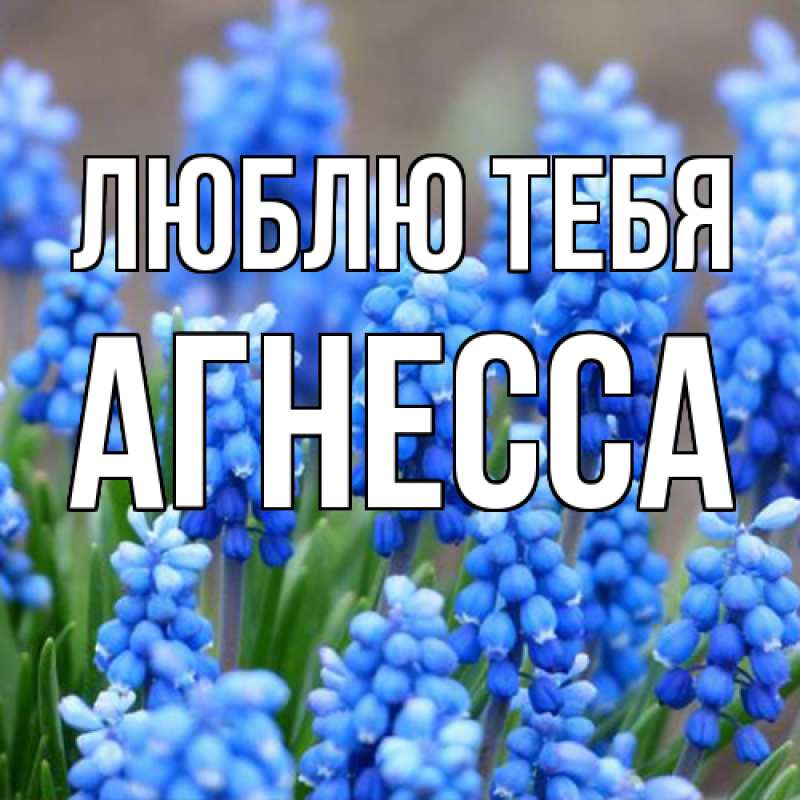 Картинка Люблю тебя, Агнесса