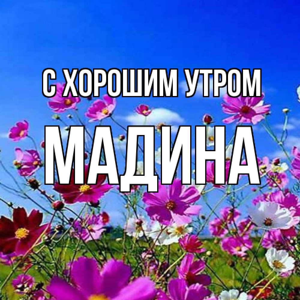 Открытка на каждый день с именем, Мадина С хорошим утром сиреневые цветы Прикольная открытка с пожеланием онлайн скачать бесплатно 