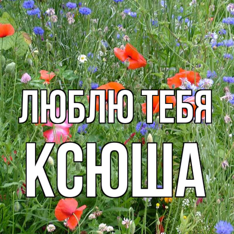 Картинка Люблю тебя, Ксюша