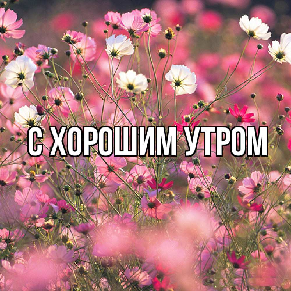 Открытка на каждый день с именем, Даша Люблю тебя красиво 1 Прикольная открытка с пожеланием онлайн скачать бесплатно 