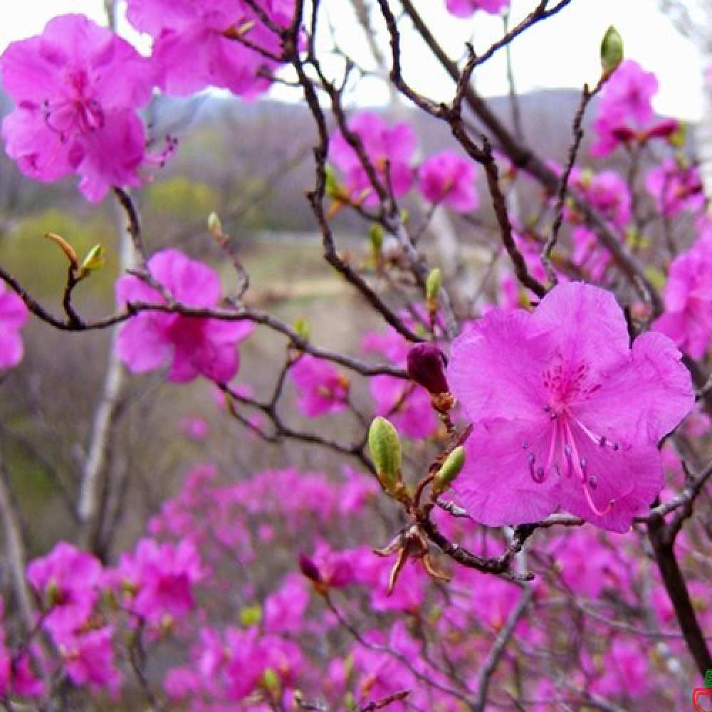 Открытка на каждый день с именем, Коля Люблю тебя международный женский день Прикольная открытка с пожеланием онлайн скачать бесплатно 