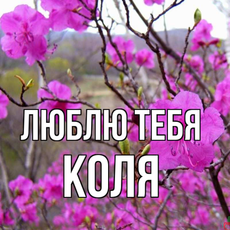 Картинка Люблю тебя, Коля