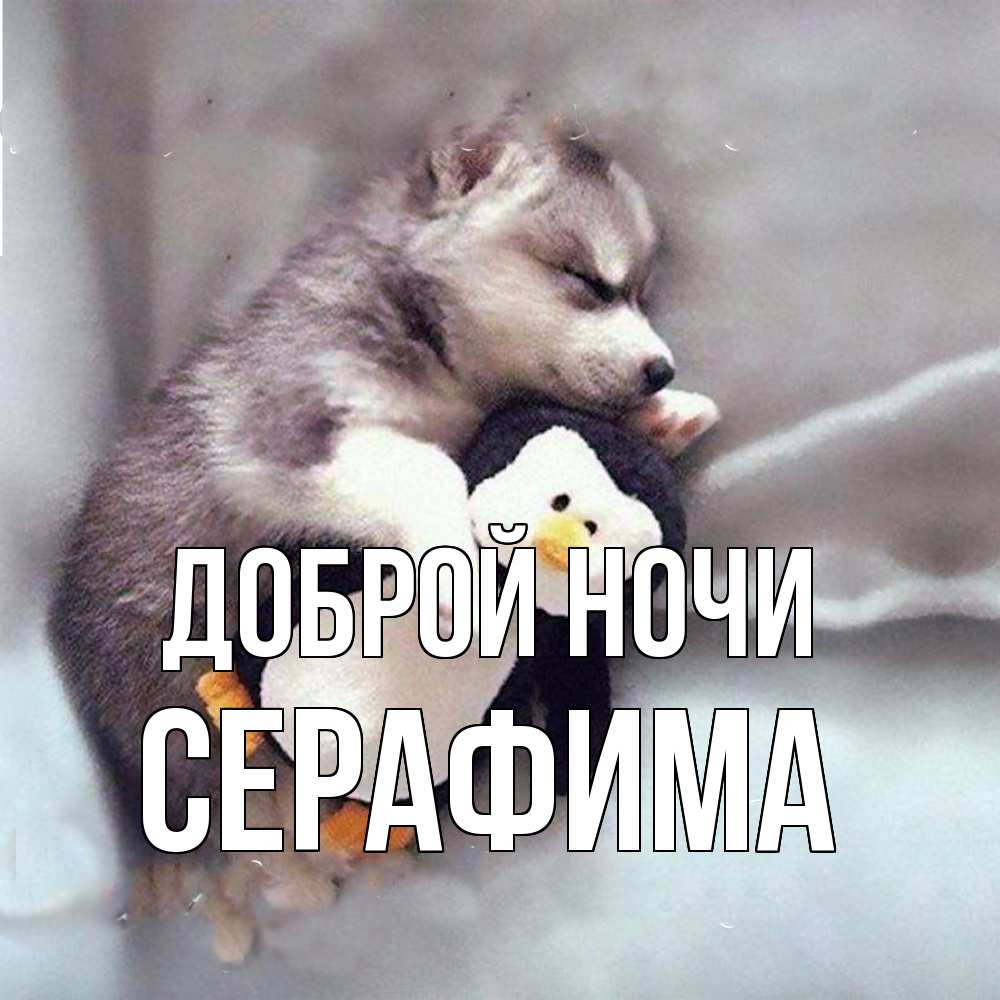 Открытка на каждый день с именем, Серафима Доброй ночи обнимашки щенка и пингвина Прикольная открытка с пожеланием онлайн скачать бесплатно 