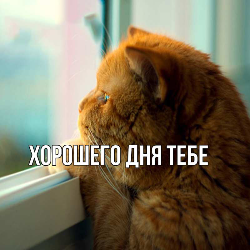 Картинка Обнимашки, Зигмунд