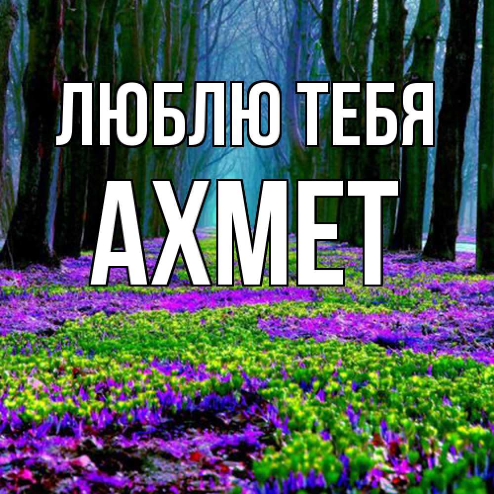 Открытка на каждый день с именем, Ахмет Люблю тебя фиолетовые цветы в лесу 1 Прикольная открытка с пожеланием онлайн скачать бесплатно 