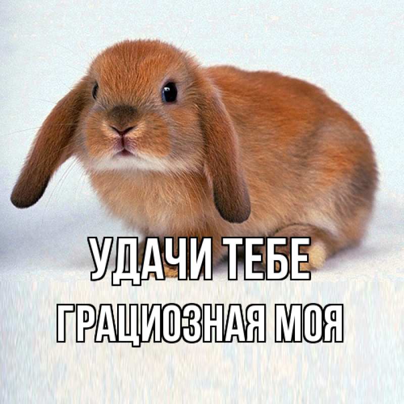 Картинка Удачи тебе, Грациозная моя