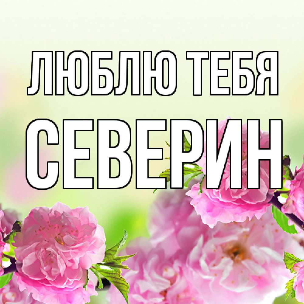 Открытка на каждый день с именем, Северин Люблю тебя цветы Прикольная открытка с пожеланием онлайн скачать бесплатно 
