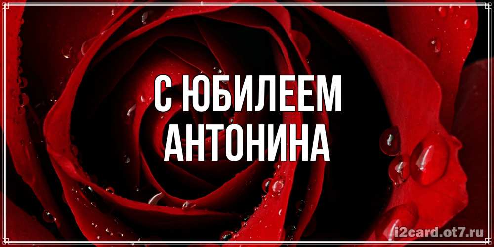Открытка на каждый день с именем, Антонина C юбилеем крупная бордовая роза Прикольная открытка с пожеланием онлайн скачать бесплатно 