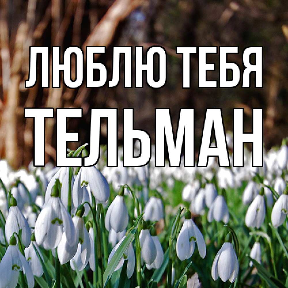 Открытка на каждый день с именем, Тельман Люблю тебя с подснежниками 1 Прикольная открытка с пожеланием онлайн скачать бесплатно 