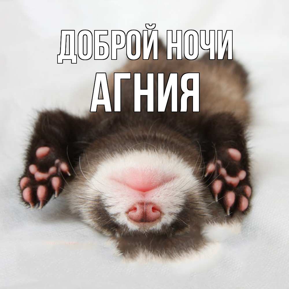 Открытка на каждый день с именем, Агния Доброй ночи зверек Прикольная открытка с пожеланием онлайн скачать бесплатно 