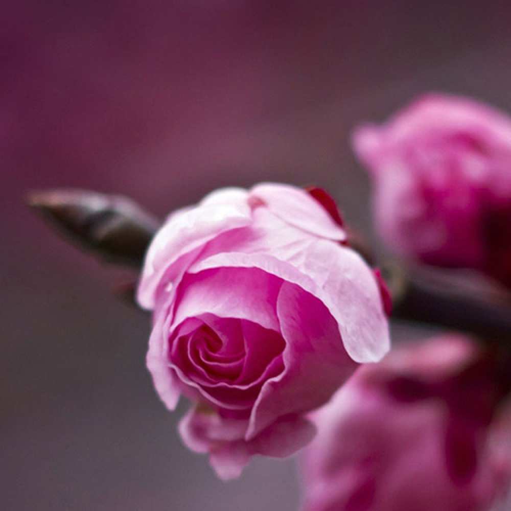 Открытка на каждый день с именем, Франсуаза Люблю тебя весна Прикольная открытка с пожеланием онлайн скачать бесплатно 