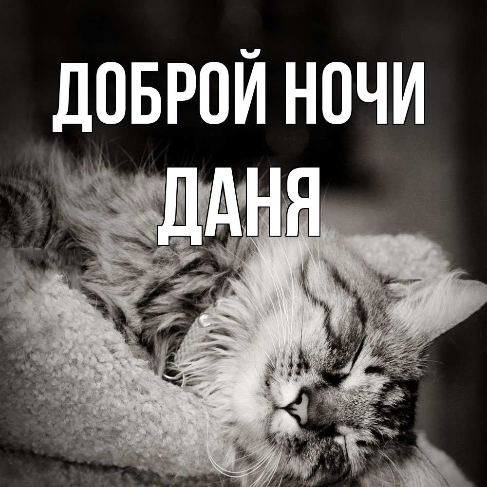 Открытка на каждый день с именем, Даня Доброй ночи котярик пушистый Прикольная открытка с пожеланием онлайн скачать бесплатно 