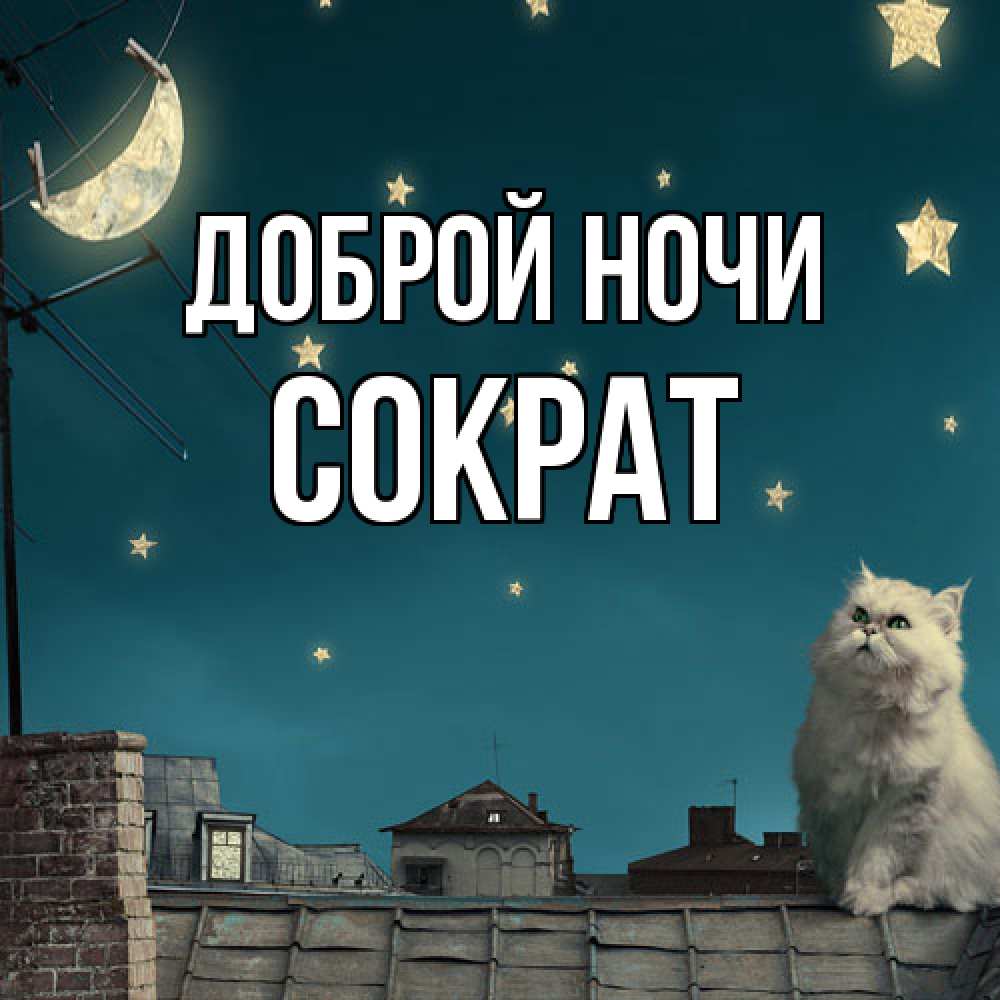 Открытка на каждый день с именем, Сократ Доброй ночи белый кот сидит на крыше Прикольная открытка с пожеланием онлайн скачать бесплатно 