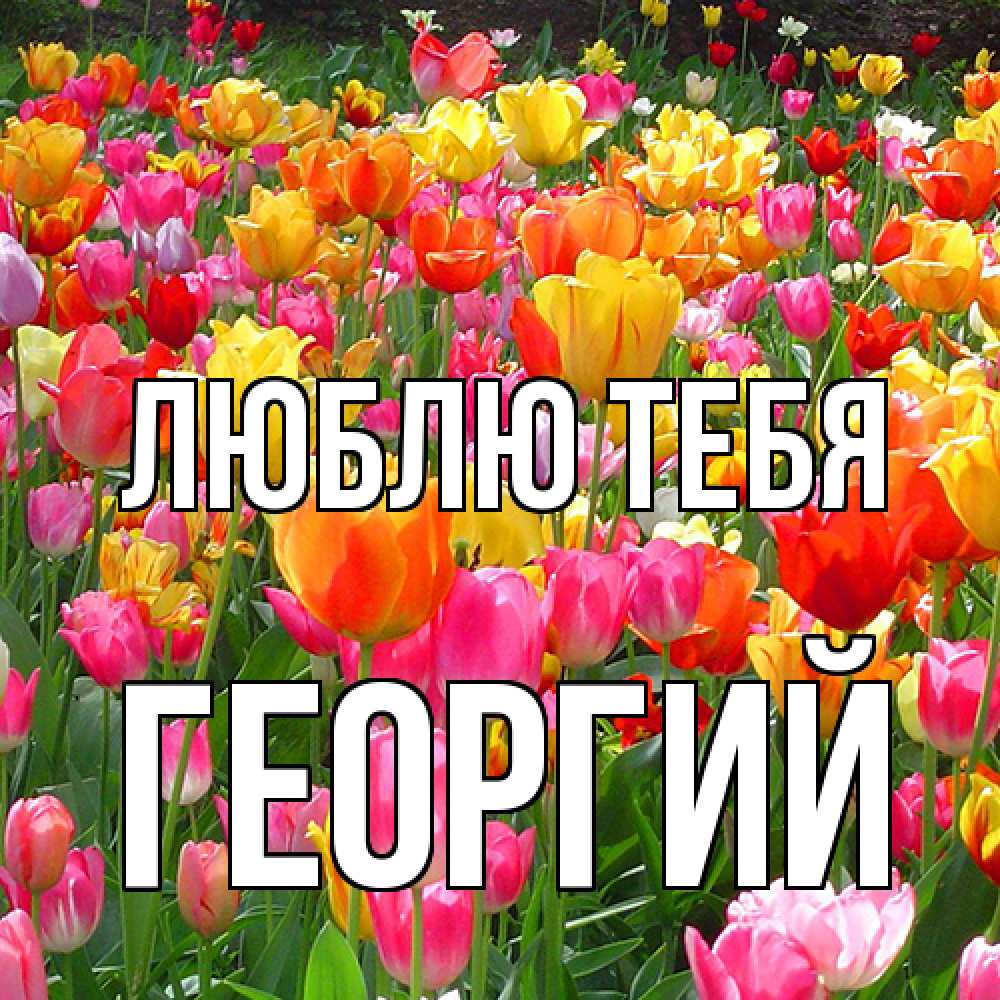 Открытка на каждый день с именем, Георгий Люблю тебя на международный женский день Прикольная открытка с пожеланием онлайн скачать бесплатно 