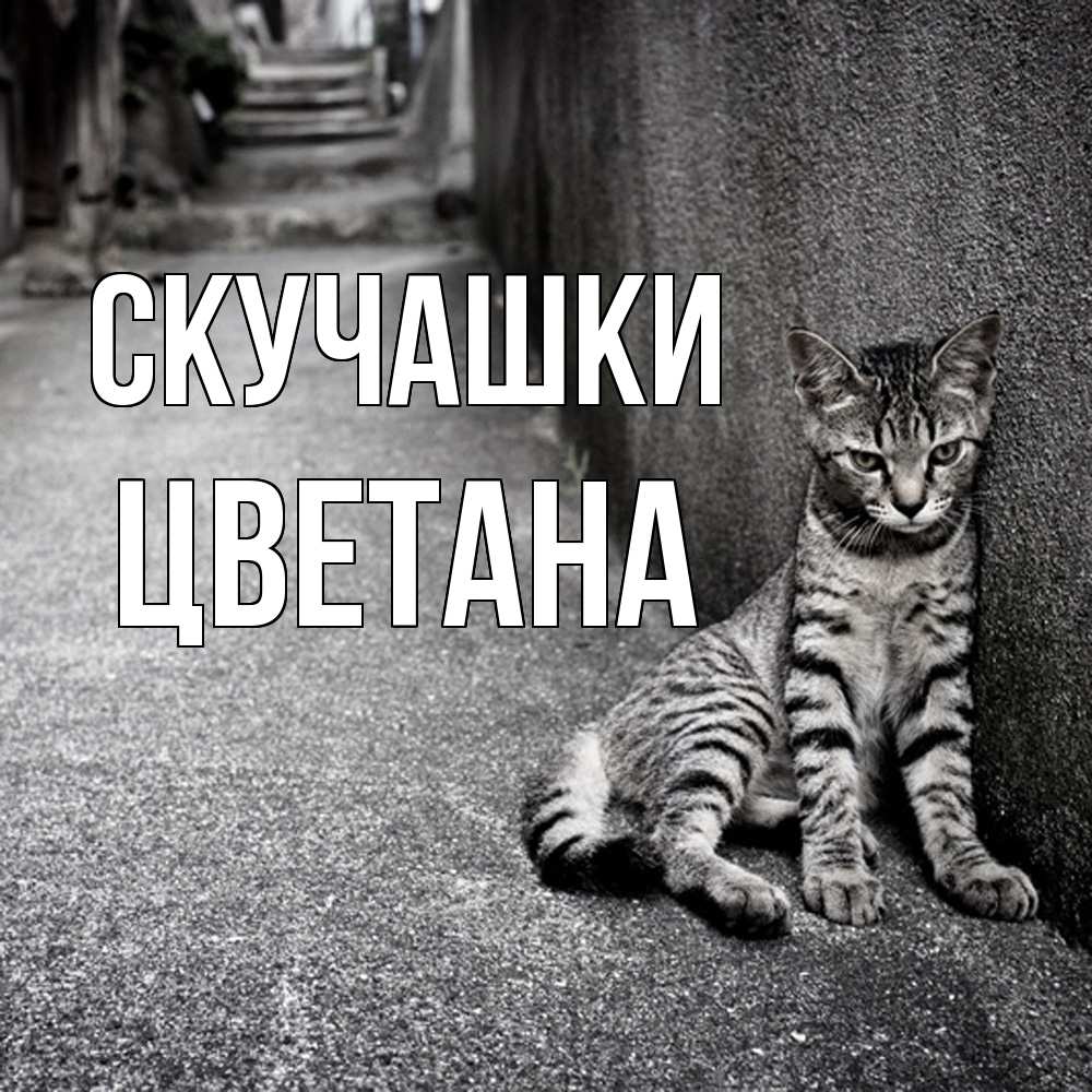 Открытка на каждый день с именем, Цветана Скучашки одиноко котику Прикольная открытка с пожеланием онлайн скачать бесплатно 