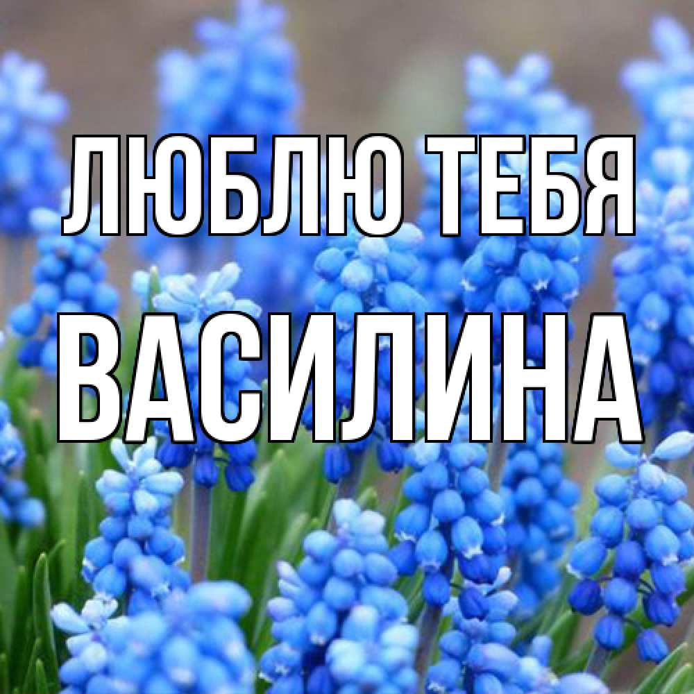 Открытка на каждый день с именем, Василина Люблю тебя Поздравительная открытка для женщин с цветами на праздничную дату Прикольная открытка с пожеланием онлайн скачать бесплатно 