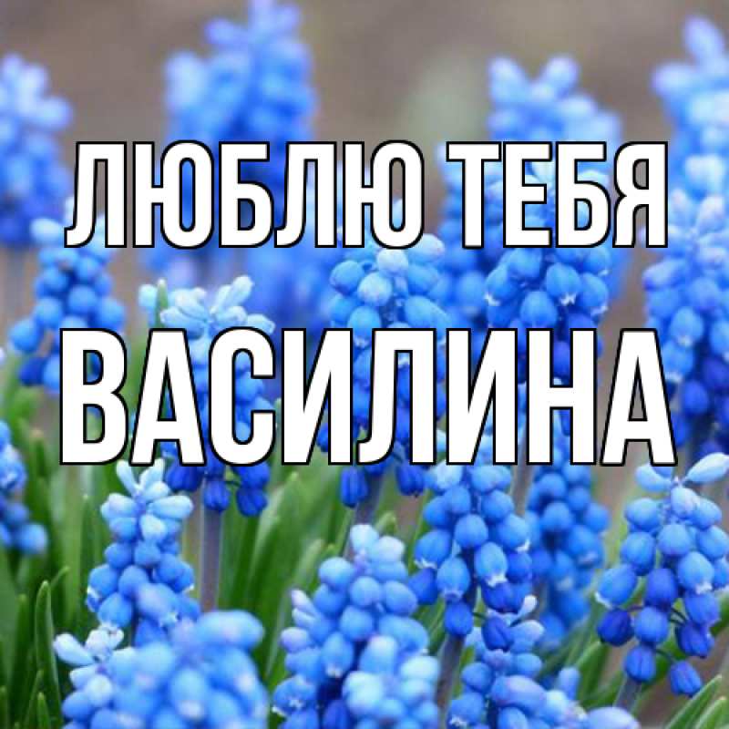 Картинка Люблю тебя, Василина