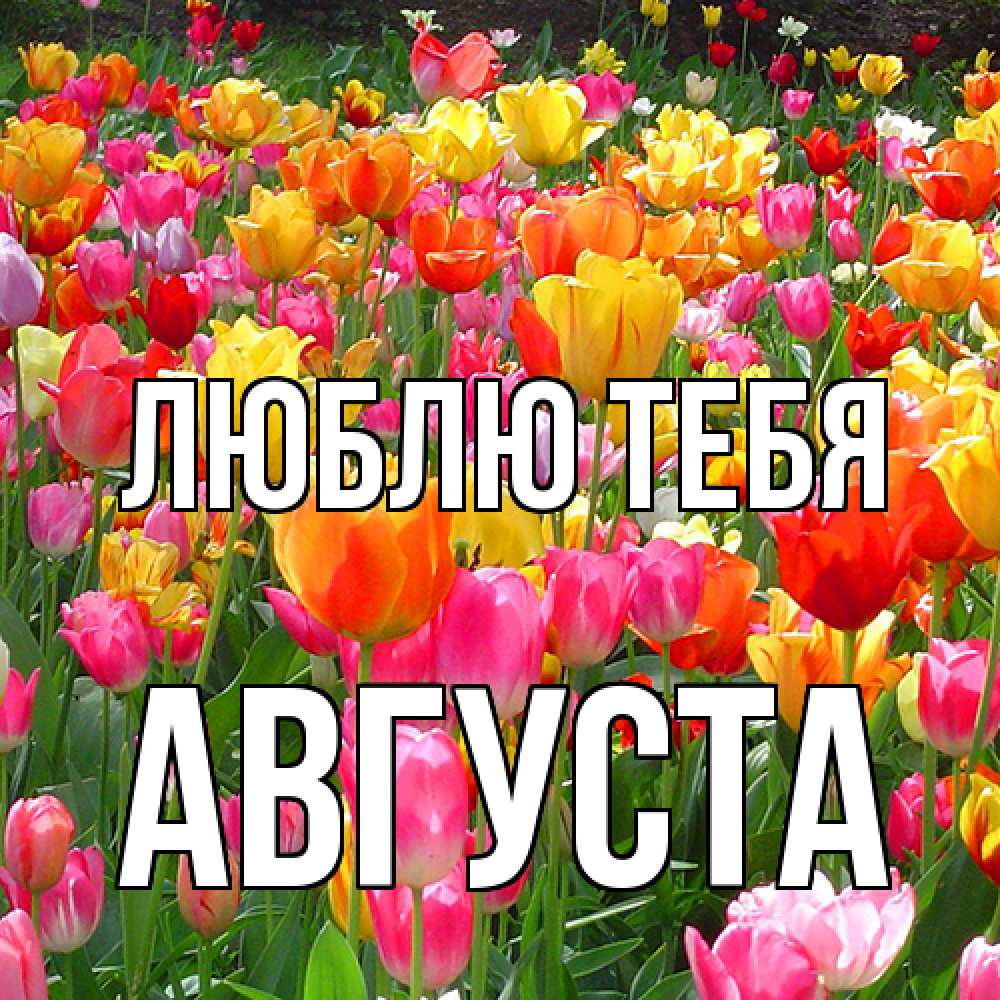 Открытка на каждый день с именем, Августа Люблю тебя на международный женский день Прикольная открытка с пожеланием онлайн скачать бесплатно 