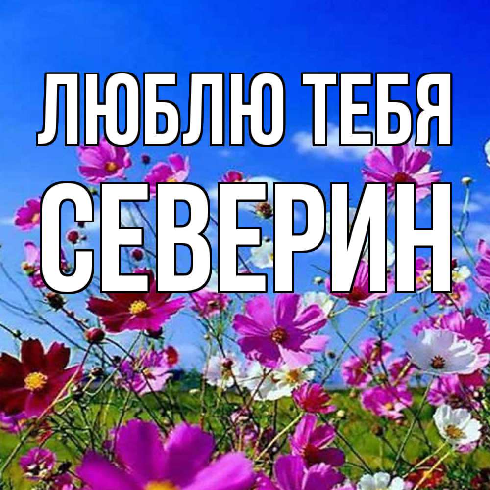 Открытка на каждый день с именем, Северин Люблю тебя цветы Прикольная открытка с пожеланием онлайн скачать бесплатно 