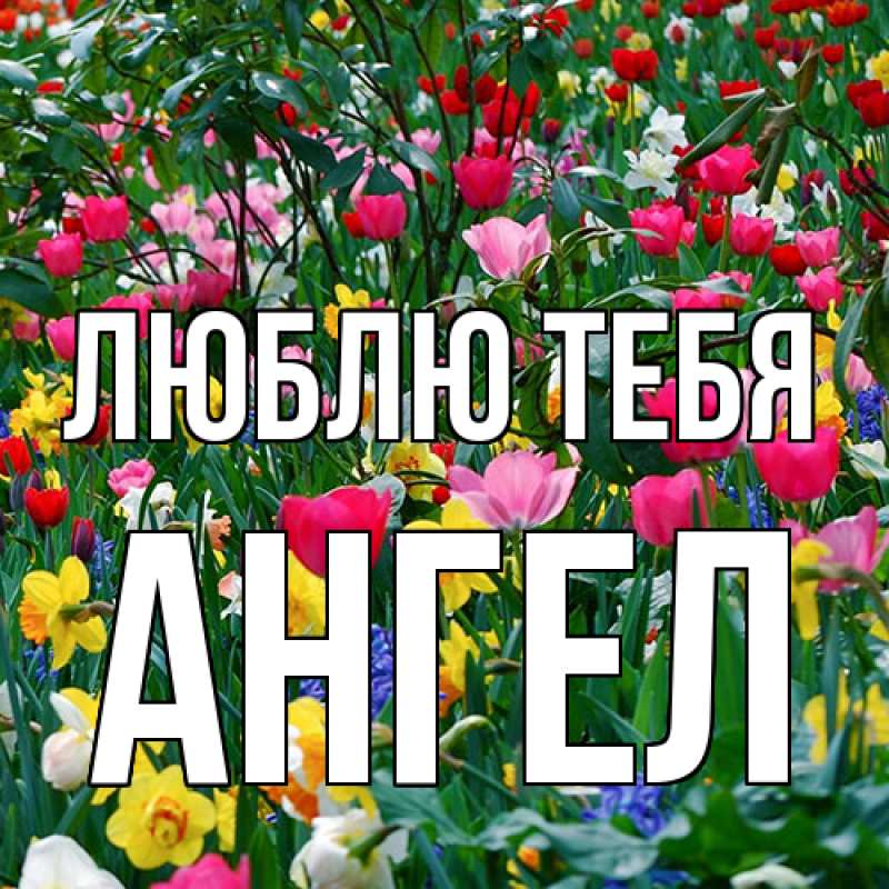 Картинка Люблю тебя, Ангел