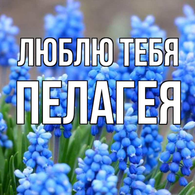 Картинка Люблю тебя, Пелагея