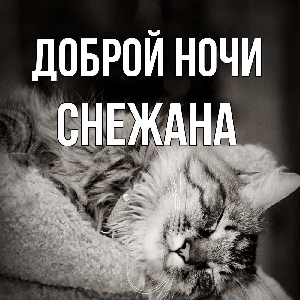 Открытка на каждый день с именем, Снежана Доброй ночи котярик пушистый Прикольная открытка с пожеланием онлайн скачать бесплатно 