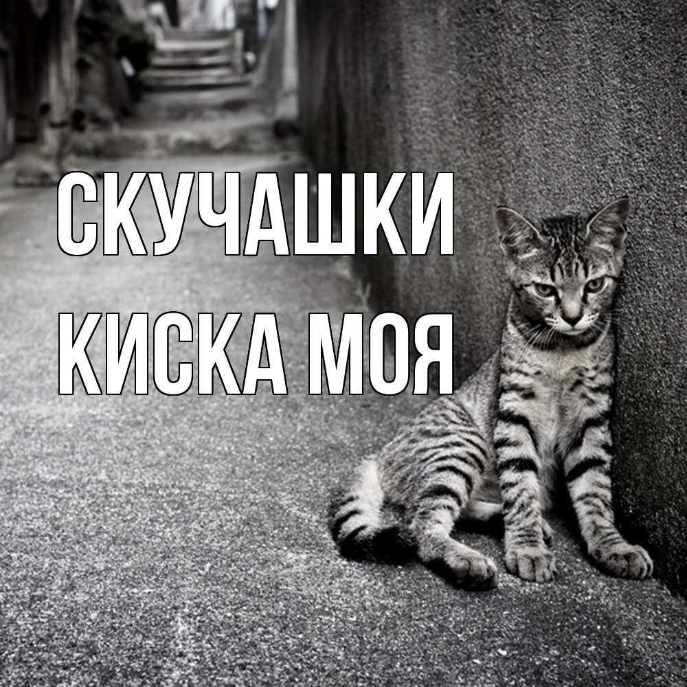 Открытка на каждый день с именем, Киска-моя Скучашки одиноко котику Прикольная открытка с пожеланием онлайн скачать бесплатно 