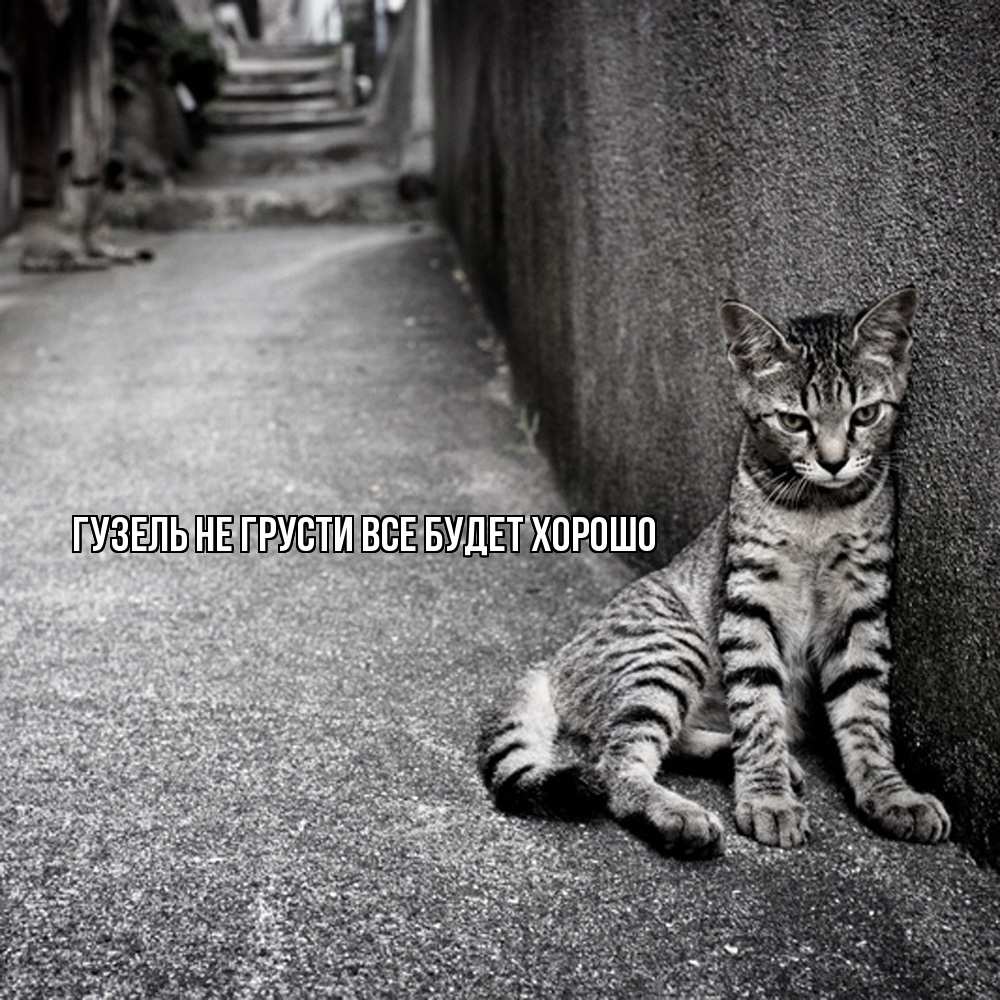 Открытка на каждый день с именем, Гузель Не грусти все будет хорошо скучающий котик Прикольная открытка с пожеланием онлайн скачать бесплатно 