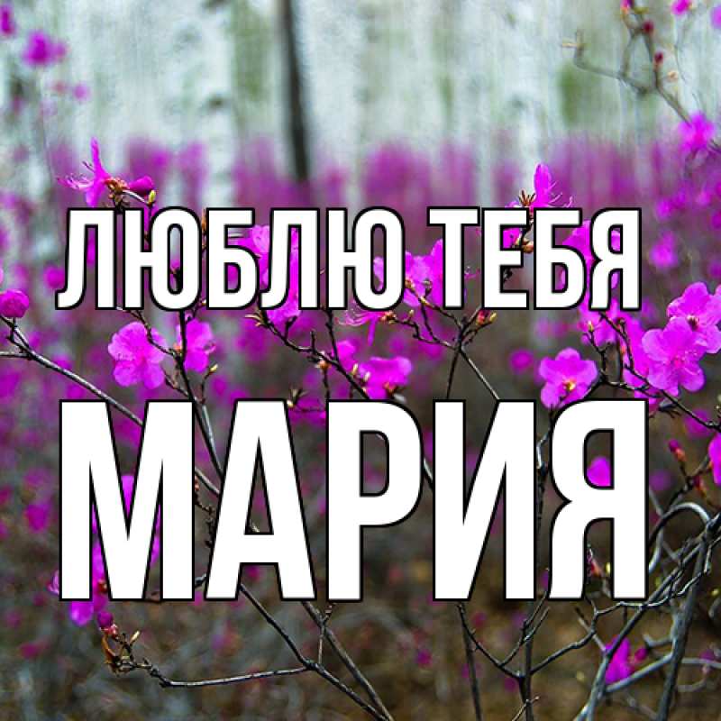 Картинка Люблю тебя, Мария