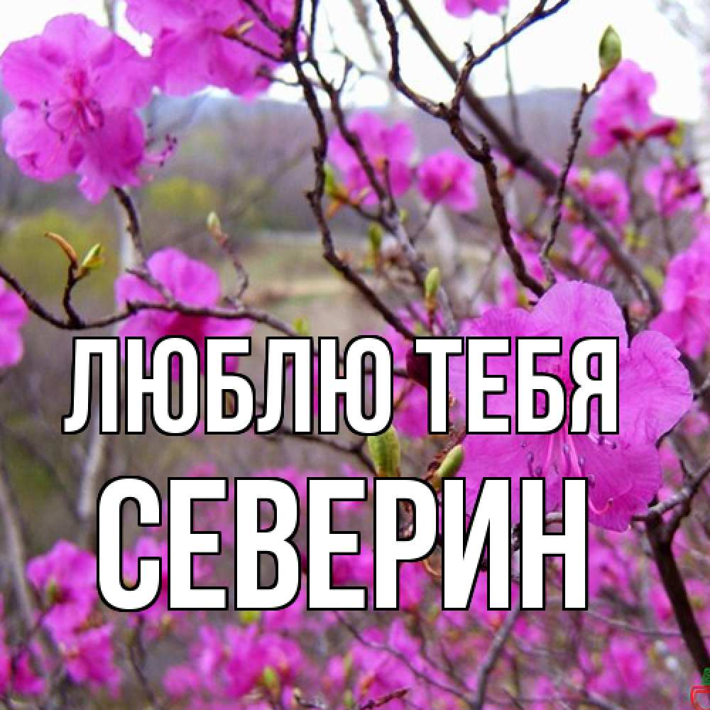 Открытка на каждый день с именем, Северин Люблю тебя международный женский день Прикольная открытка с пожеланием онлайн скачать бесплатно 