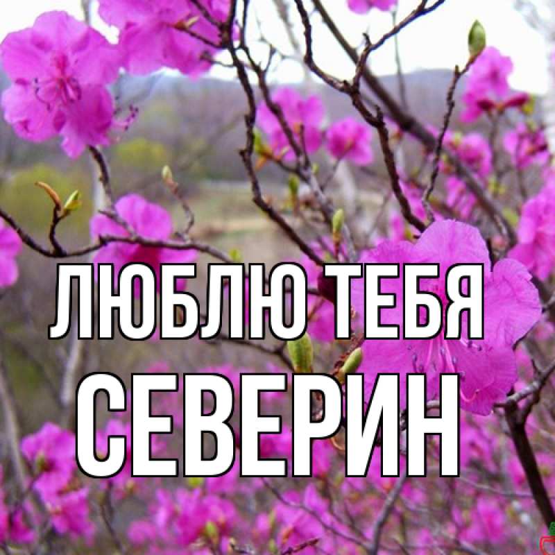 Картинка Люблю тебя, Северин
