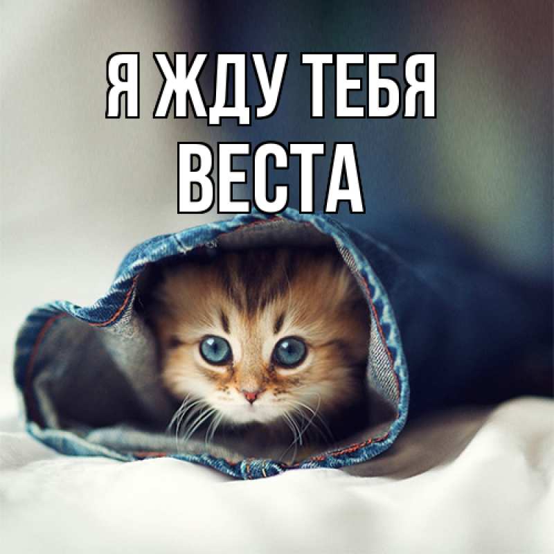 Картинка Я жду тебя, Веста