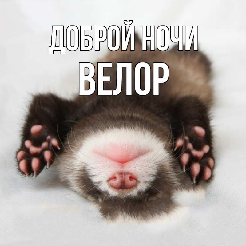 Картинка Доброй ночи, Велор