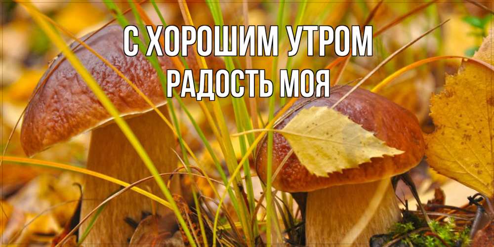 Открытка на каждый день с именем, Радость-моя С хорошим утром осенние грибы Прикольная открытка с пожеланием онлайн скачать бесплатно 