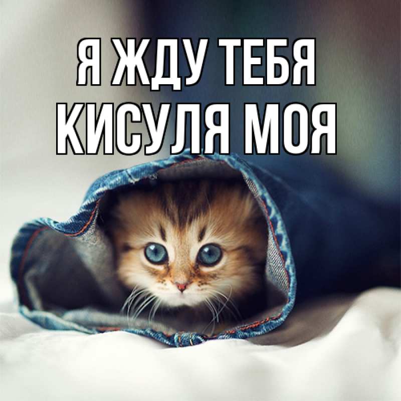 Картинка Я жду тебя, Кисуля моя