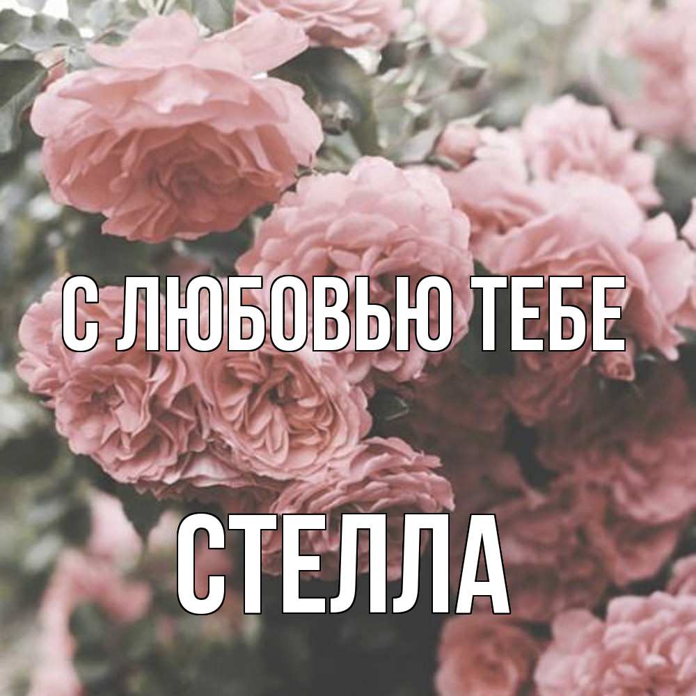 Открытка на каждый день с именем, Стелла С любовью тебе розы 3 Прикольная открытка с пожеланием онлайн скачать бесплатно 