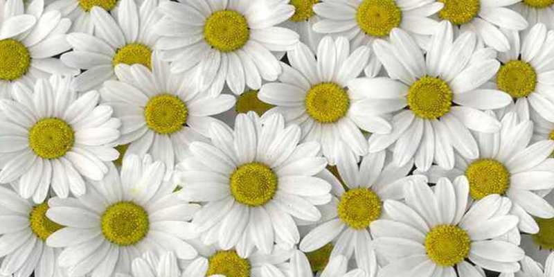 Картинка Отличного настроения, Сабина