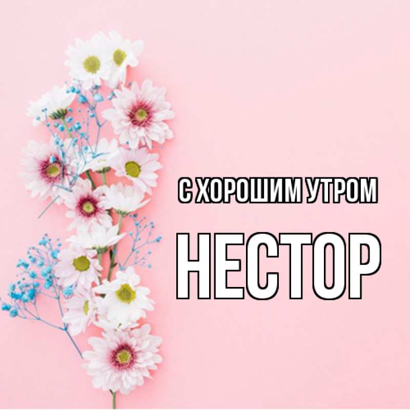 Картинка С хорошим утром, Нестор