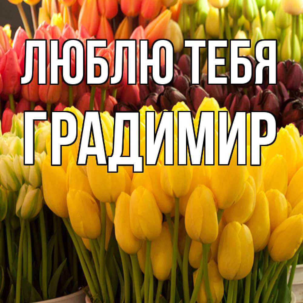 Открытка на каждый день с именем, Градимир Люблю тебя цветы Прикольная открытка с пожеланием онлайн скачать бесплатно 