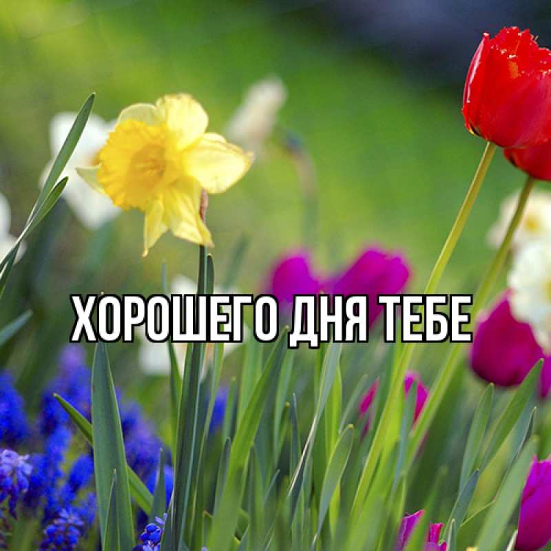Картинка Люблю тебя, Гордон