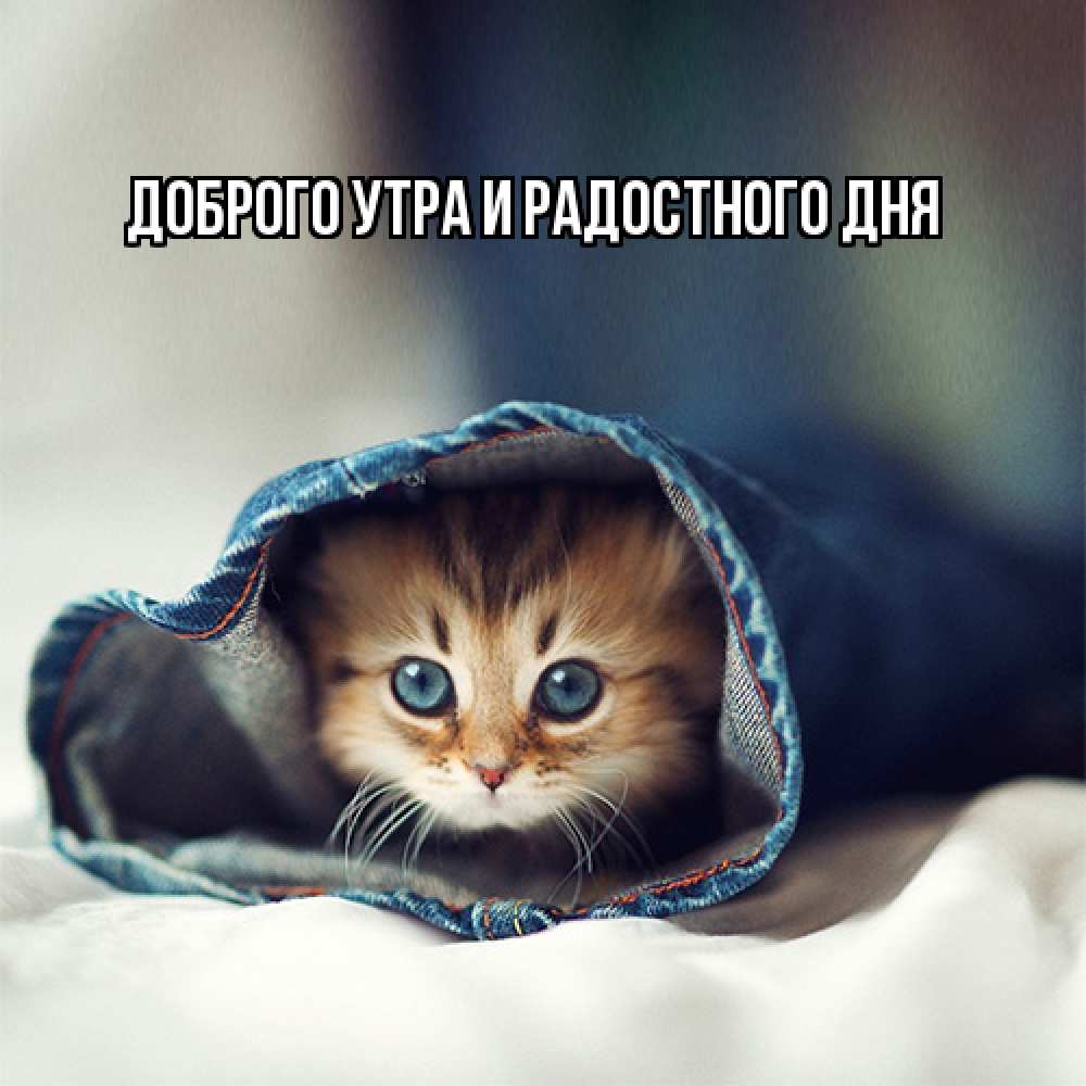 Открытка на каждый день с именем, Ия Не грусти все будет хорошо кот в одежде Прикольная открытка с пожеланием онлайн скачать бесплатно 