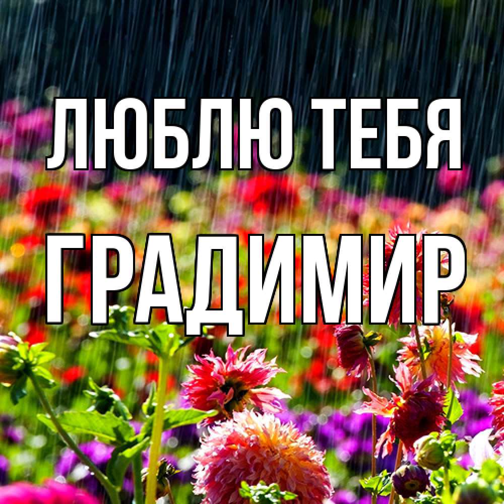 Открытка на каждый день с именем, Градимир Люблю тебя цветы под дождиком к международному женскому дню Прикольная открытка с пожеланием онлайн скачать бесплатно 