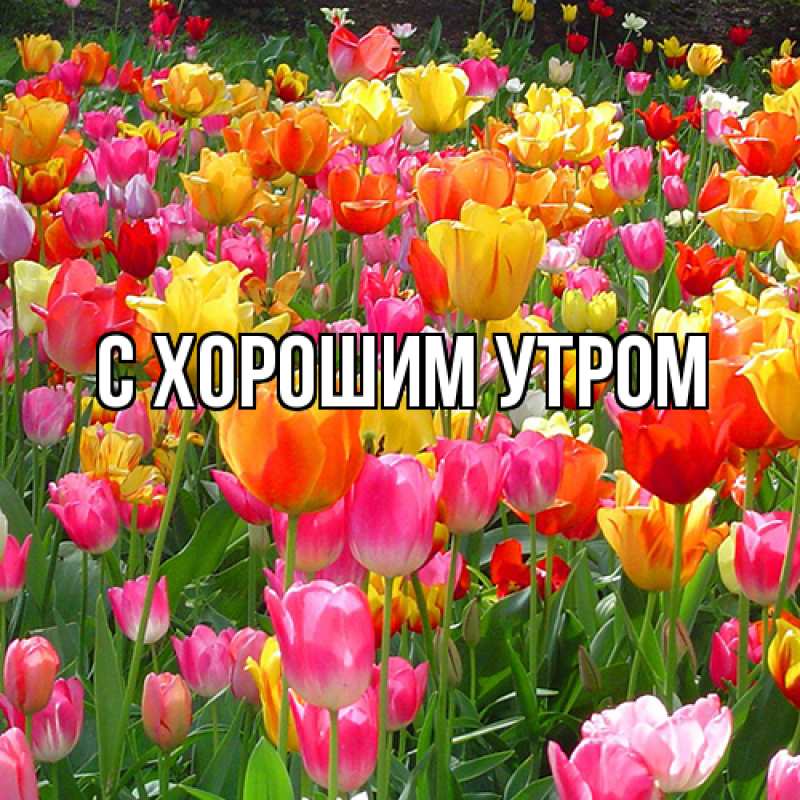 Картинка Люблю тебя, Таня