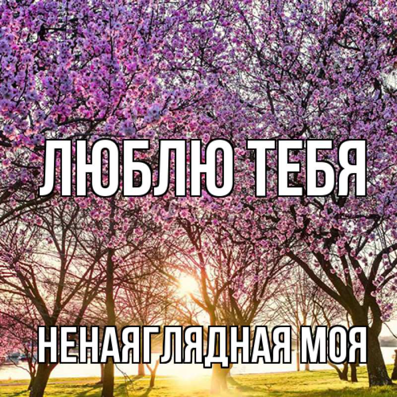 Картинка Люблю тебя, Ненаяглядная моя