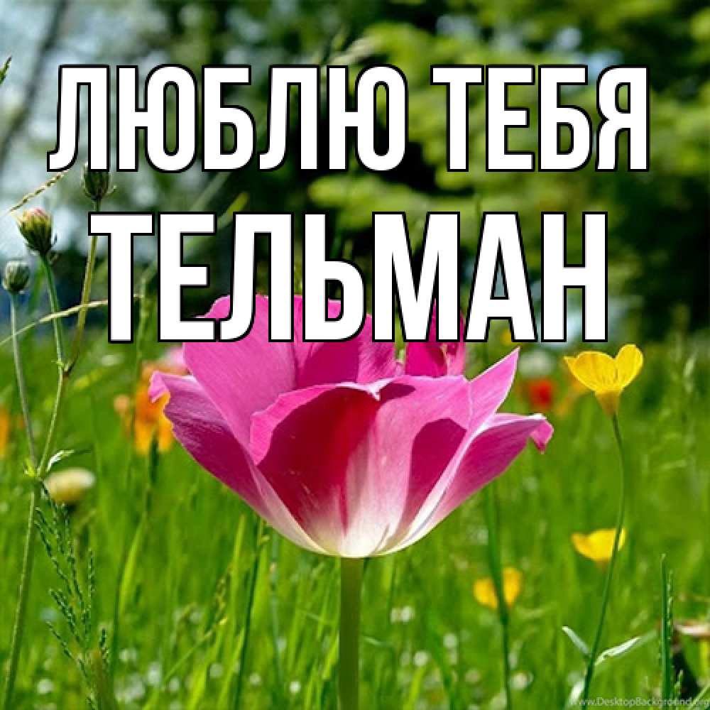 Открытка на каждый день с именем, Тельман Люблю тебя полевые цветы Прикольная открытка с пожеланием онлайн скачать бесплатно 